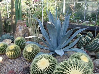 Agave Americana